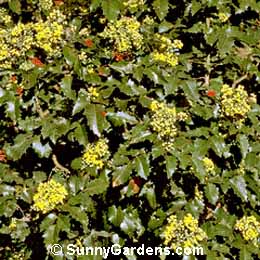 Mahonia