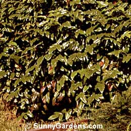 Mahonia aquifolium, Oregon Holly Grape, Oregon Grape
