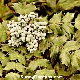 Mahonia bealei, Leatherleaf Mahonia