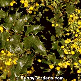 Mahonia pinnata, California Holly Grape, Oregon Grape