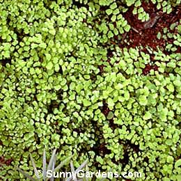 Adiantum capillus-veneris, Southern Maidenhair Fern