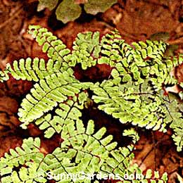 Adiantum pedatum, Five Finger Fern, Adiantum aleuticum