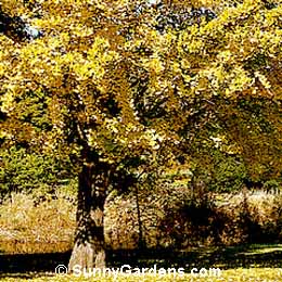 Ginkgo biloba, Ginkgo