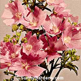 Malva alcea fastigiata, Hollyhock Mallow