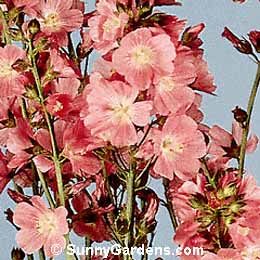 Sidalcea, Checkerbloom, Sidalcea malviflora, Miniature Hollyhock
