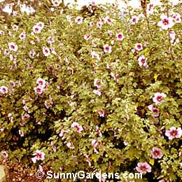 Lavatera bicolor, Maritima Lavatera