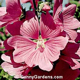 Lavatera thuringiaca, Tree Mallow