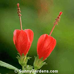 Malvaviscus arboreus, Wax Mallow, Malvaviscus mollis
