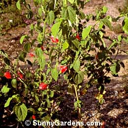 Malvaviscus arboreus arboreus, Wax Mallow