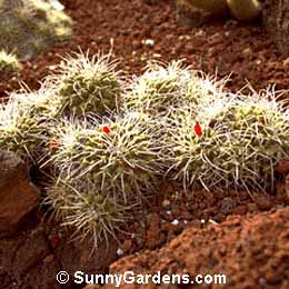 Mammillaria compressa