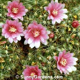 Mammillaria glochidiata