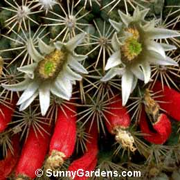 Mammillaria heyderi sphaerica, Coral Cactus