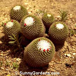 Mammillaria kewensis