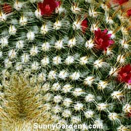 Mammillaria muehlenpfordtii