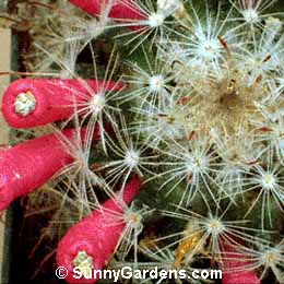 Mammillaria pennispinosa nazasensis