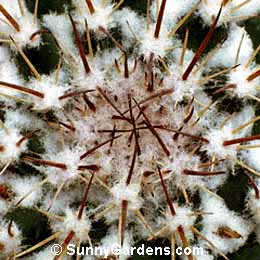 Mammillaria petterssonii