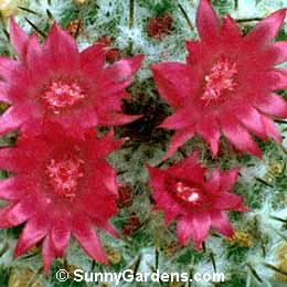 Mammillaria polythele, Ruby Dumpling, Mammillaria dolichocentra, Mammillaria tetracantha