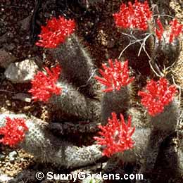 Mammillaria pondii