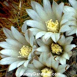 Mammillaria sinistrohamata