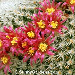 Mammillaria supertexta, Mammillaria elegans supertexta