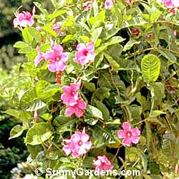 Mandevilla amabilis