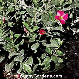 Mandevilla sanderi