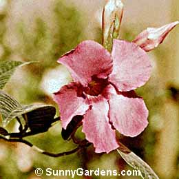 Mandevilla splendens, Pink Allamanda