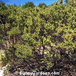 Arctostaphylos bakeri bakeri, Baker's Manzanita