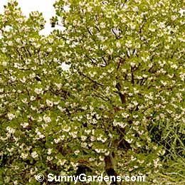 Arctostaphylos manzanita, Common Manzanita