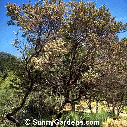 Arctostaphylos pajaroensis, Pajaro Manzanita