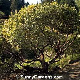 Arctostaphylos regis-montana, Manzanita