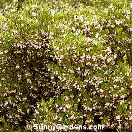Arctostaphylos stanfordiana, Manzanita