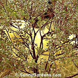 Arctostaphylos stanfordiana bakeri, Manzanita