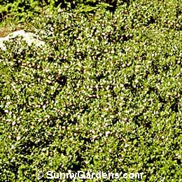Arctostaphylos uva-ursi, Common Bearberry, Kinnikinick