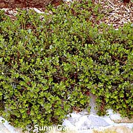 Arctostaphylos uva-ursi, Manzanita, Common Bearberry