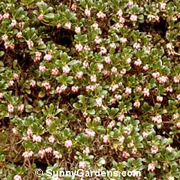 Arctostaphylos uva-ursi, Common Bearberry, Kinnikinick