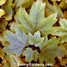 Acer barbatum, Southern Sugar Maple, Sugar Tree, Acer floridanum