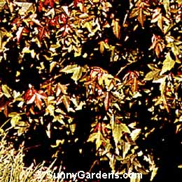 Acer buergeranum, Trident Maple