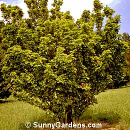 Acer buergerianum formosanum, Maple