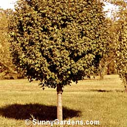 Acer campestre, Hedge Maple