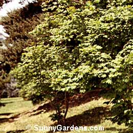 Acer circinatum, Vine Maple