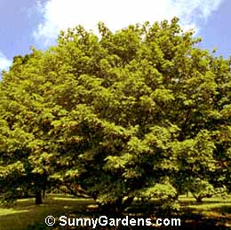 Acer diabolicum, Horned Maple, Devil Maple