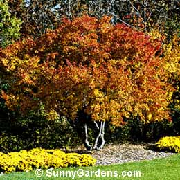 Acer ginnala, Amur Maple