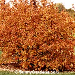 Acer ginnala, Amur Flame Maple