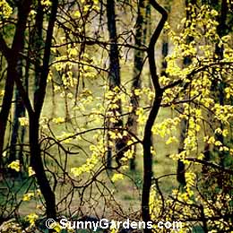 Acer glabrum, Rocky Mountain Maple, Rock Maple