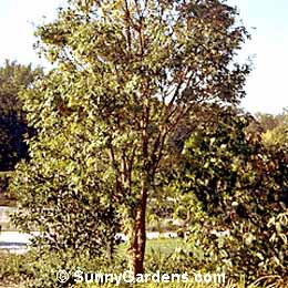 Acer griseum, Paperbark Maple