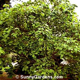 Acer japonicum, Maple
