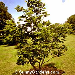 Acer japonicum, Full Moon Maple