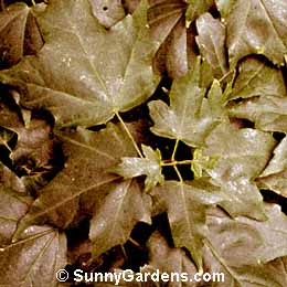 Acer leucoderme, Chalk Maple, Kalkahorn, Acer saccharum leucoderme