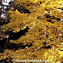 Acer macrophyllum, Bigleaf Maple, Oregon Maple